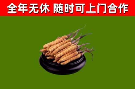 清原县回收散虫草
