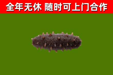 清原县回收海参干